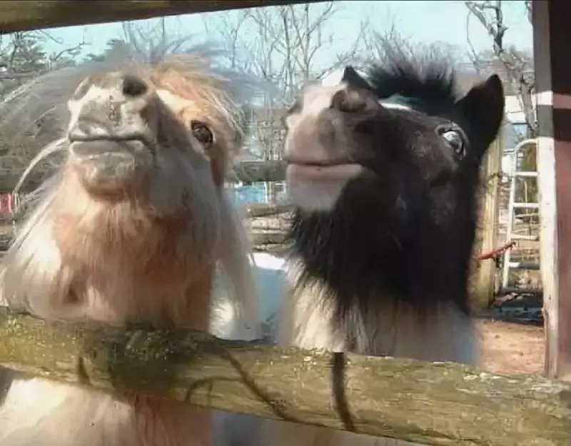 Эти забавные животные