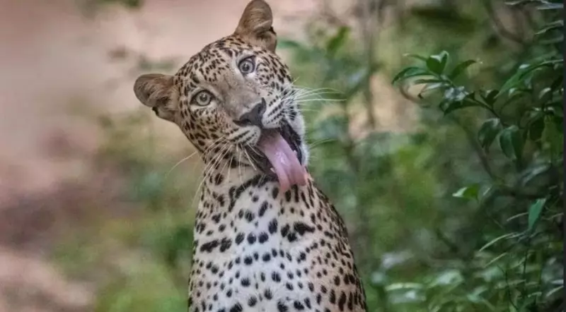 Эти забавные животные