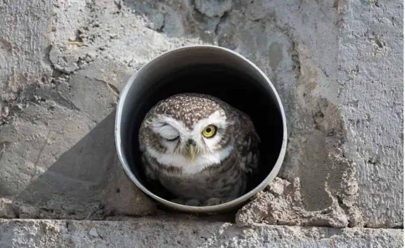 Эти забавные животные