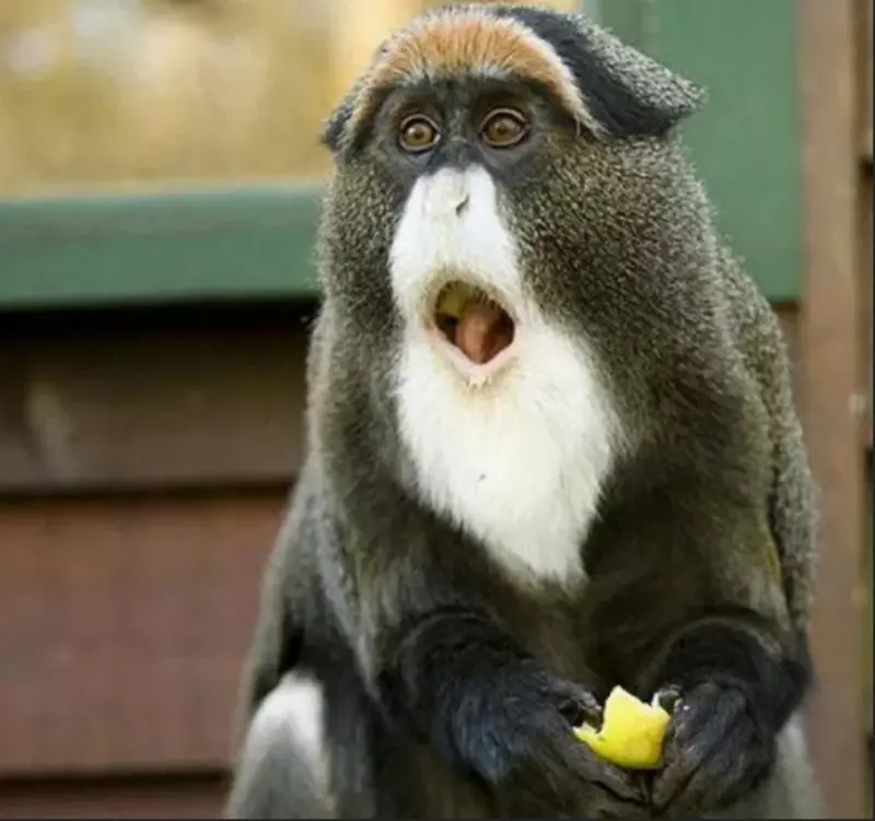 Эти забавные животные