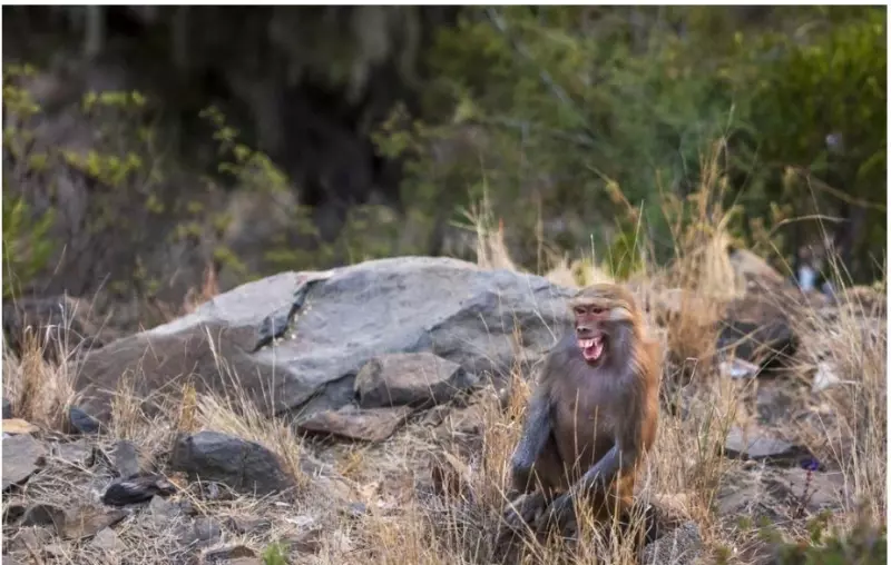 Эти забавные животные