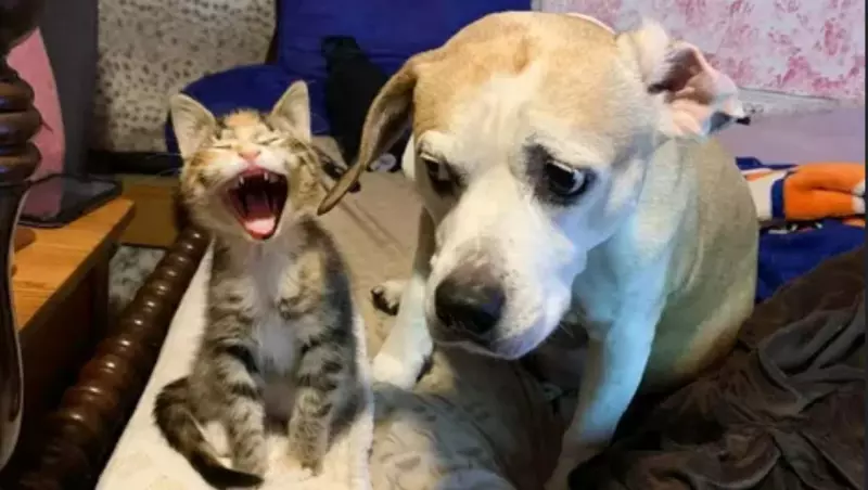 Эти забавные животные