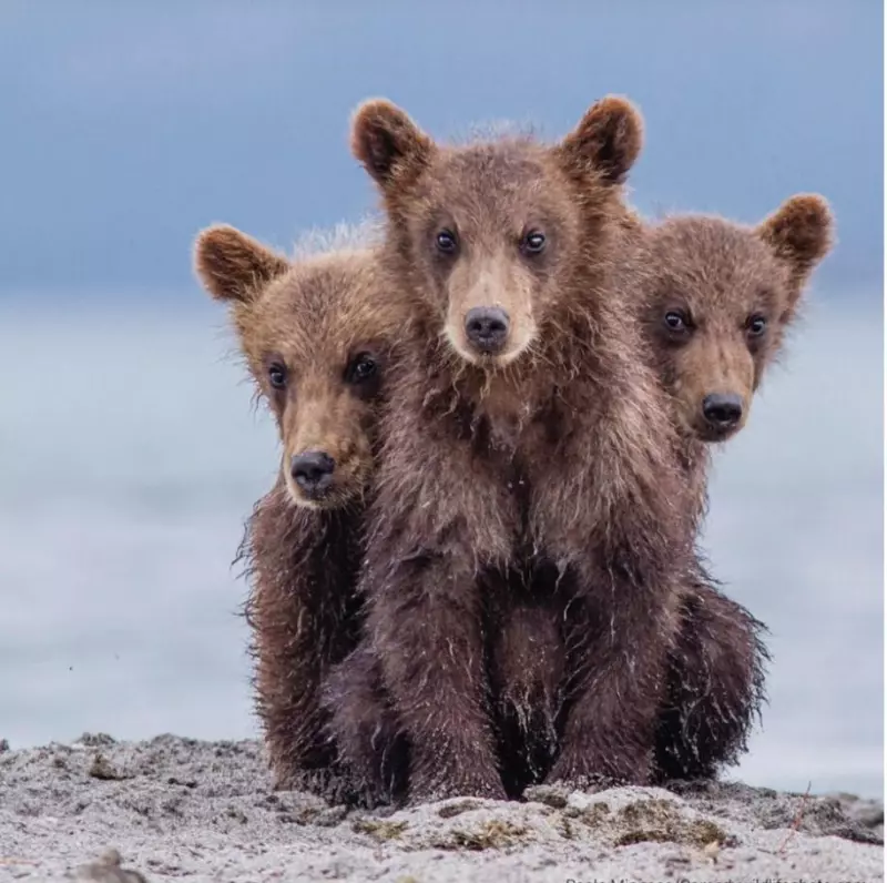 Эти забавные животные