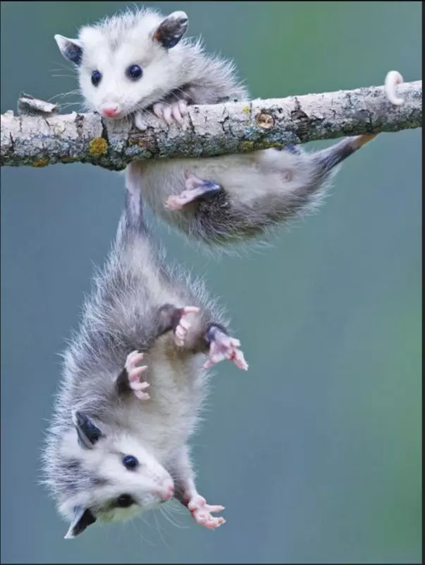 Эти забавные животные