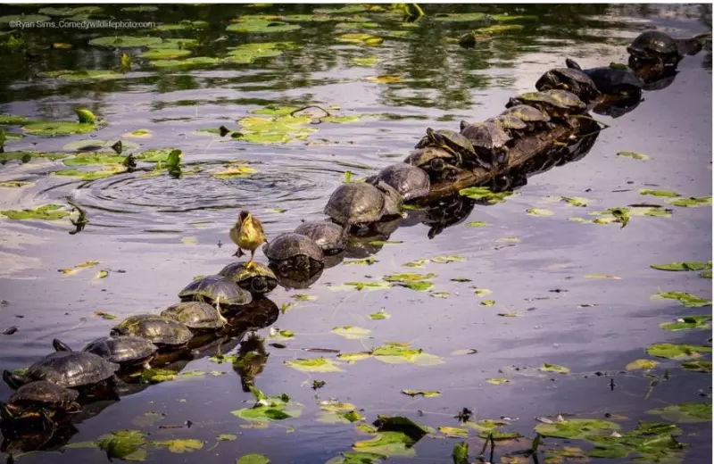 Эти забавные животные