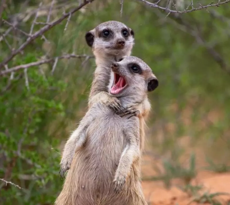 Эти забавные животные