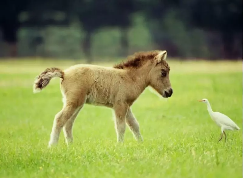 Эти забавные животные