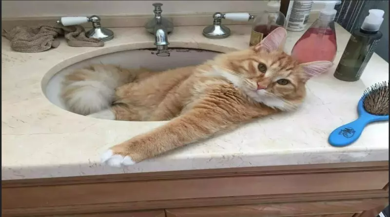 Эти забавные животные