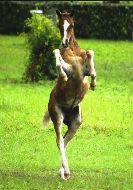 Эти забавные животные