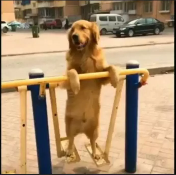 Эти забавные животные
