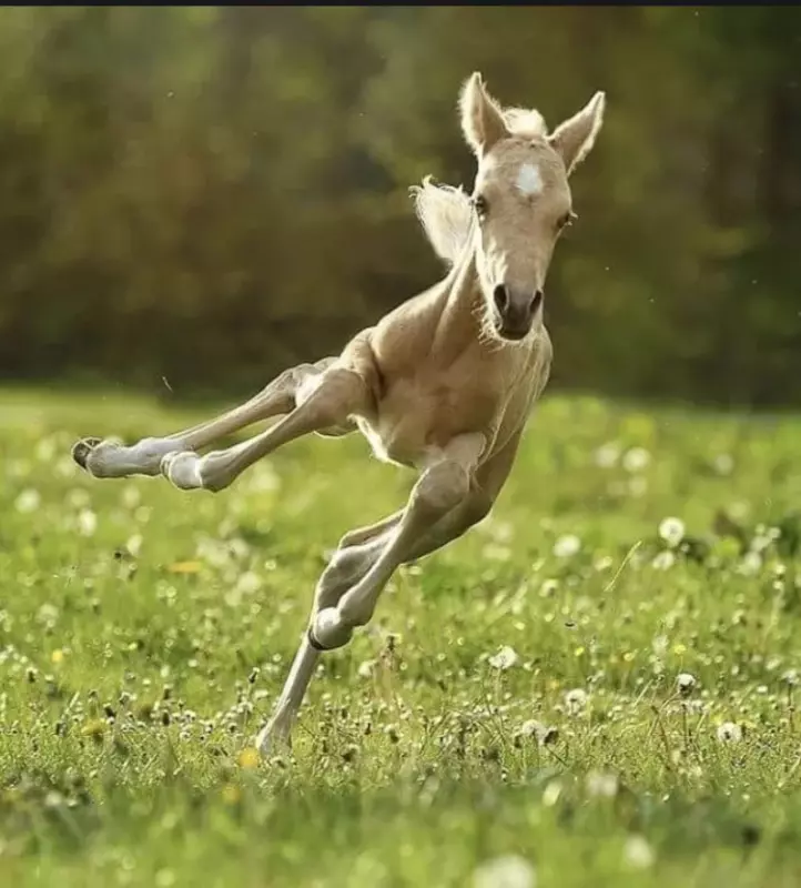 Эти забавные животные