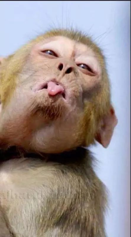 Эти забавные животные