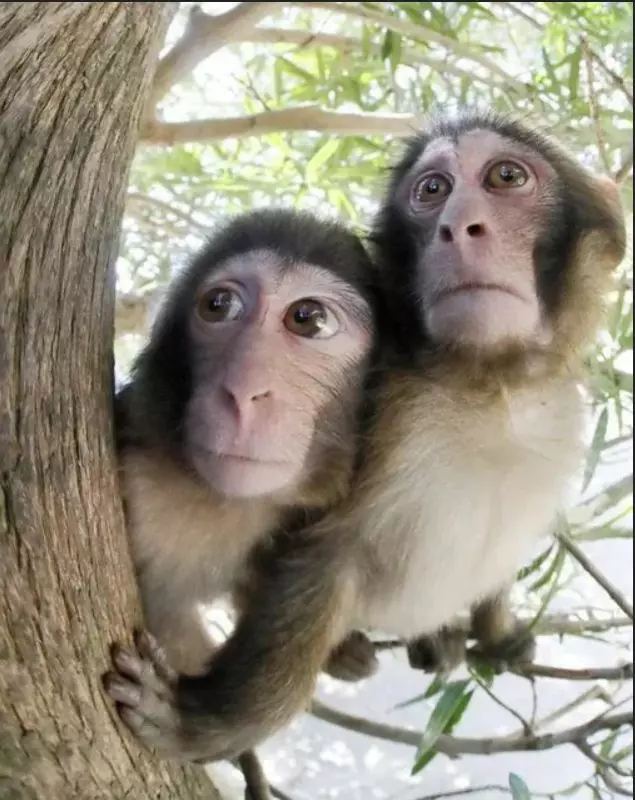 Эти забавные животные