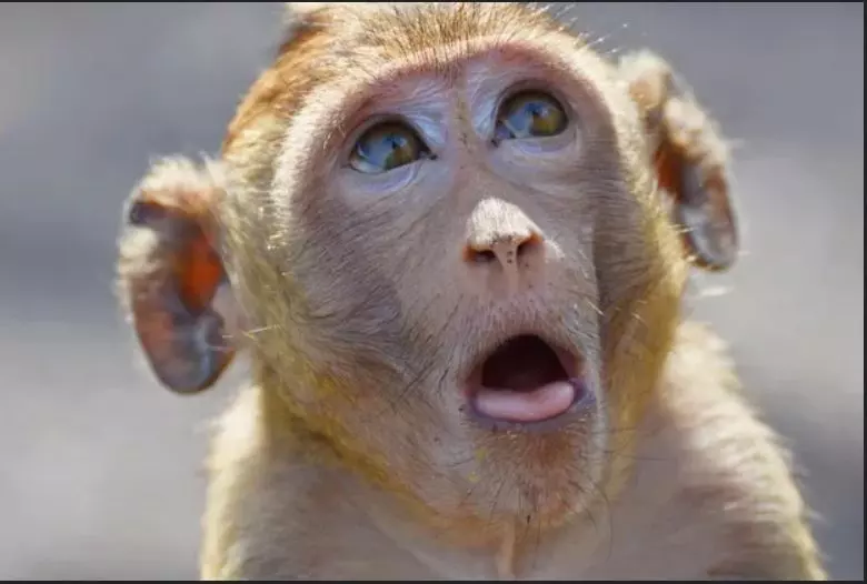 Эти забавные животные