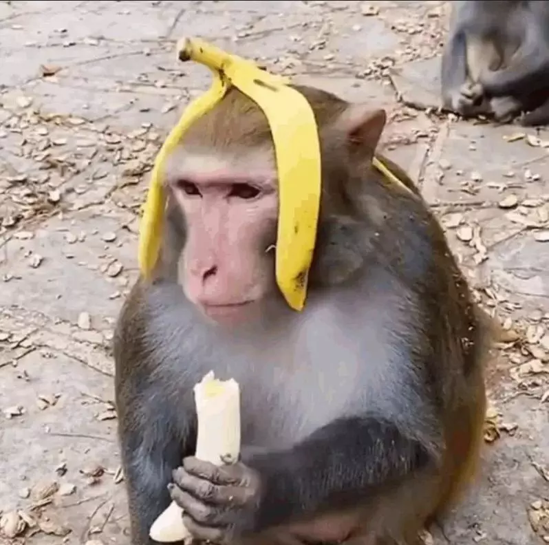 Эти забавные животные