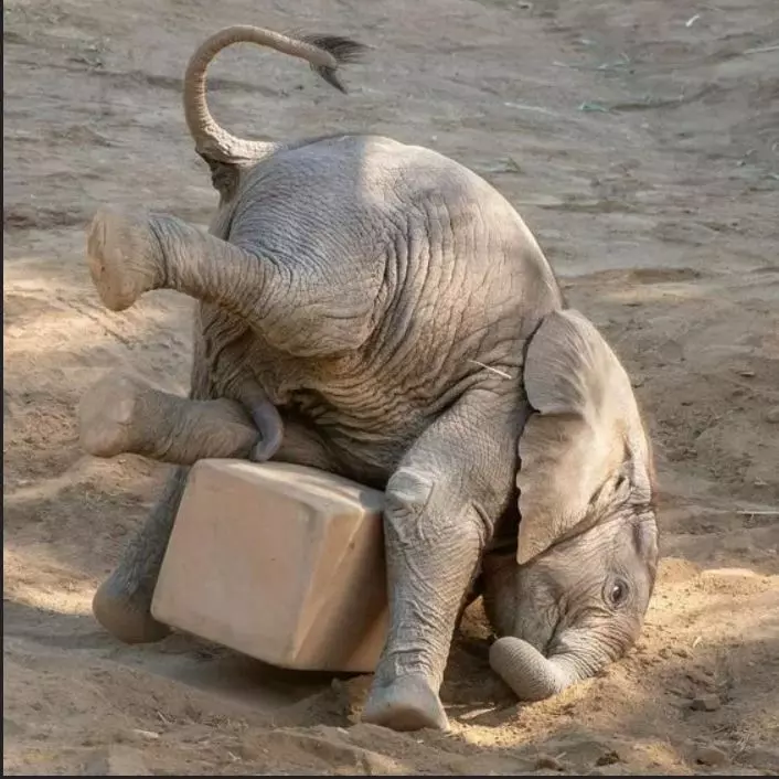 Эти забавные животные