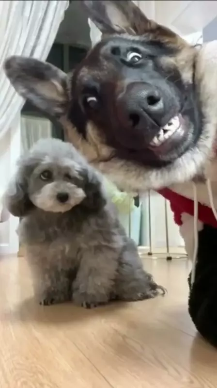 Эти забавные животные