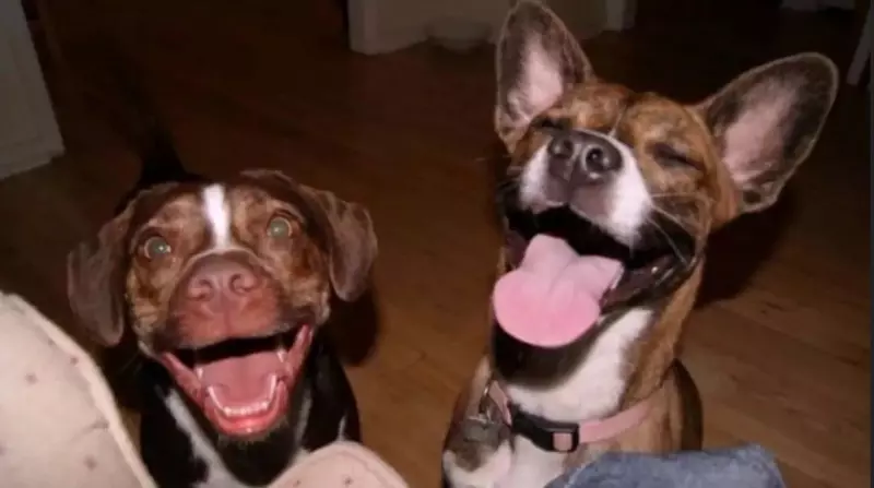 Эти забавные животные