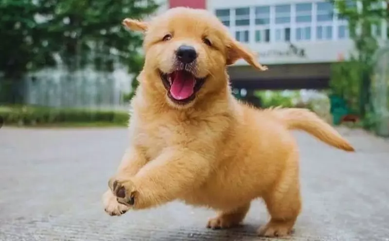 Эти забавные животные