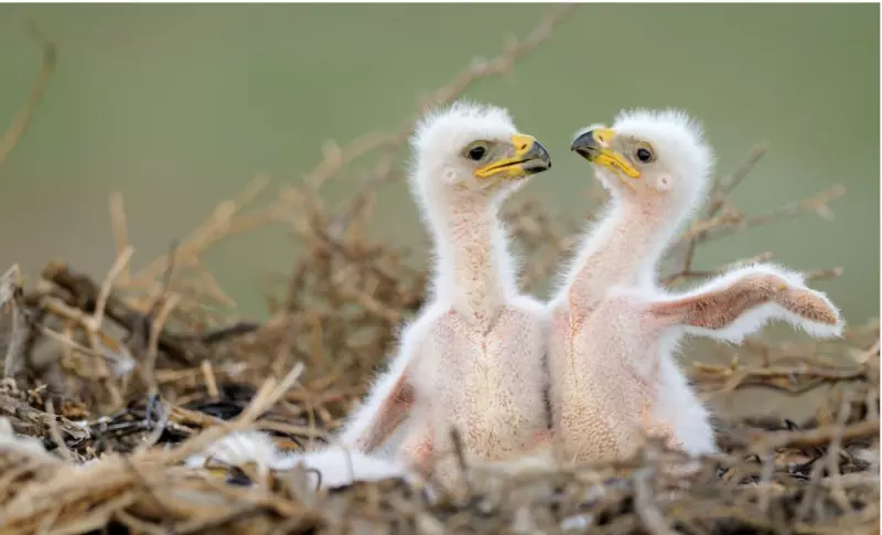 Эти забавные животные