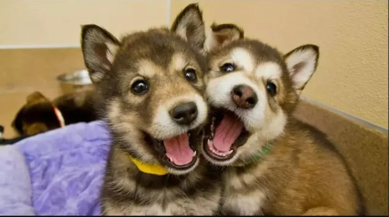 Эти забавные животные