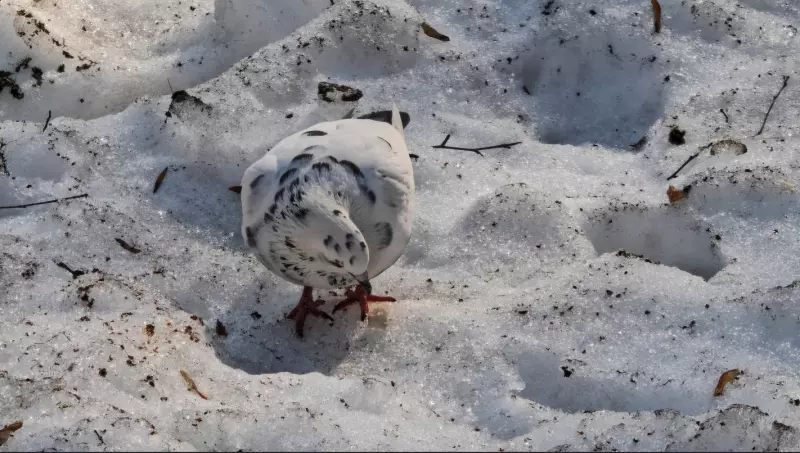 Эти забавные животные