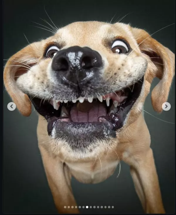 Эти забавные животные