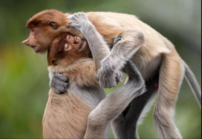 Эти забавные животные