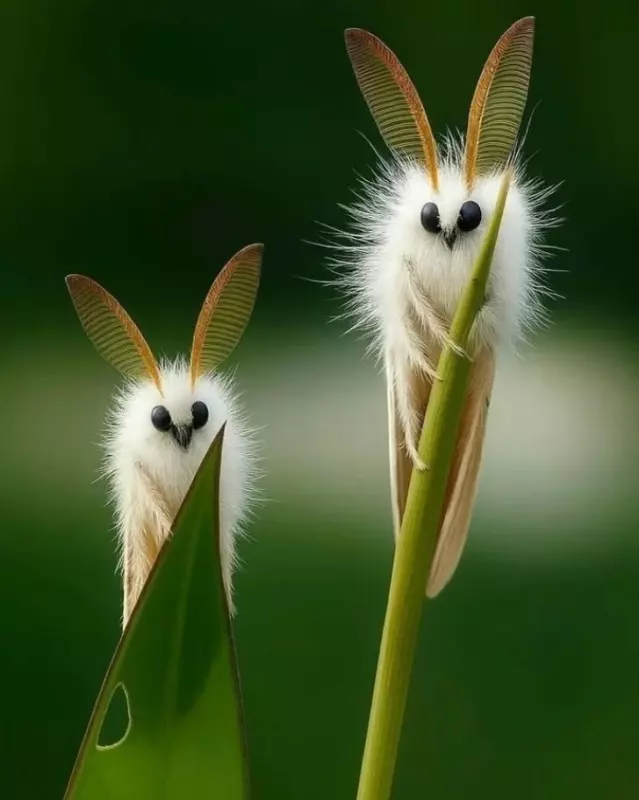 Эти забавные животные