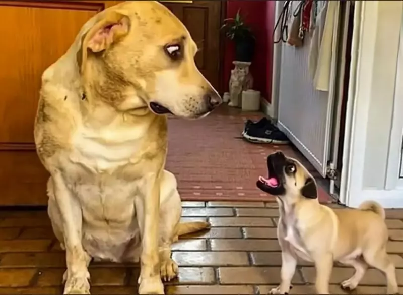 Эти забавные животные