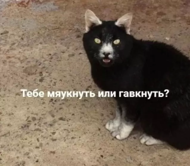 Эти забавные животные