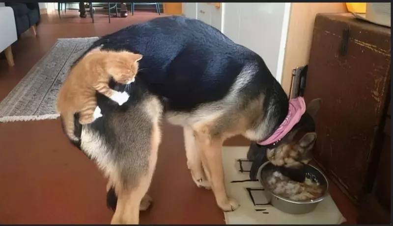 Эти забавные животные