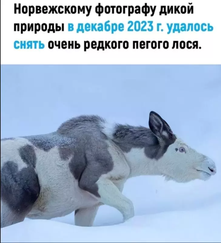Эти забавные животные
