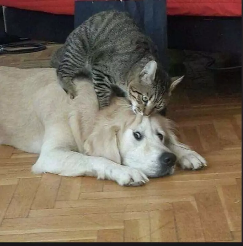 Эти забавные животные