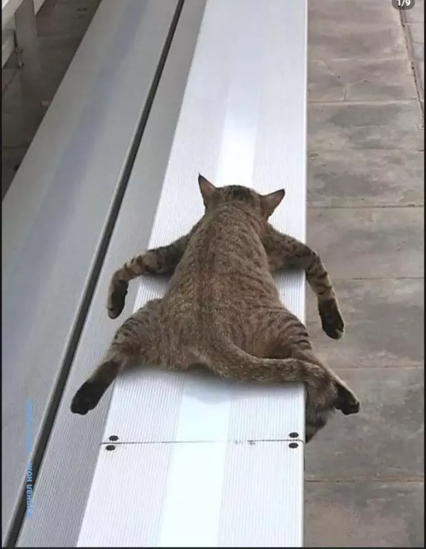 Эти забавные животные