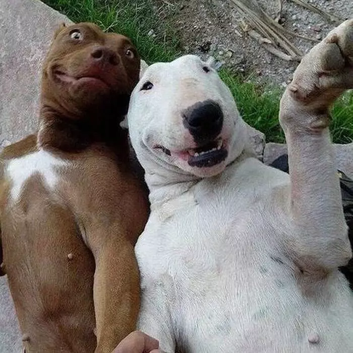Эти забавные животные