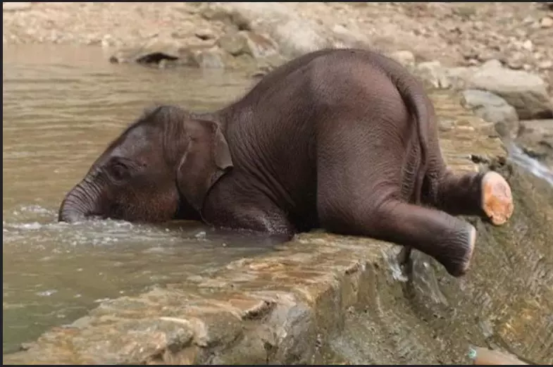Эти забавные животные