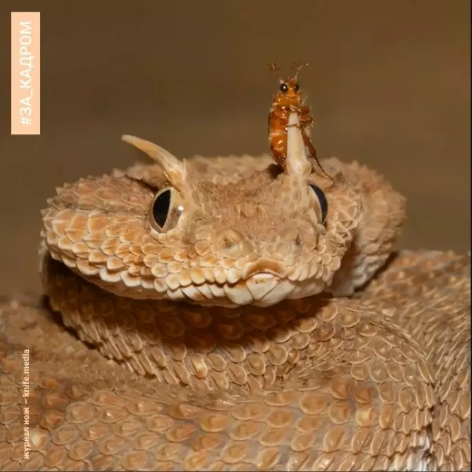 Эти забавные животные