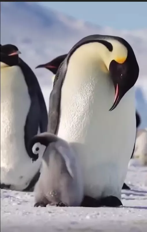 Эти забавные животные
