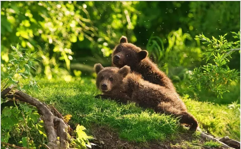 Эти забавные животные