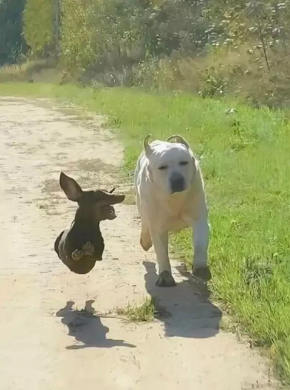 Эти забавные животные