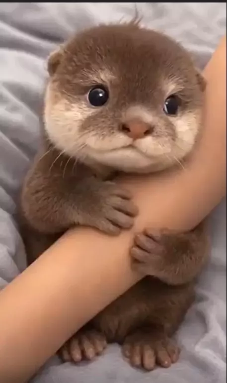 Эти забавные животные