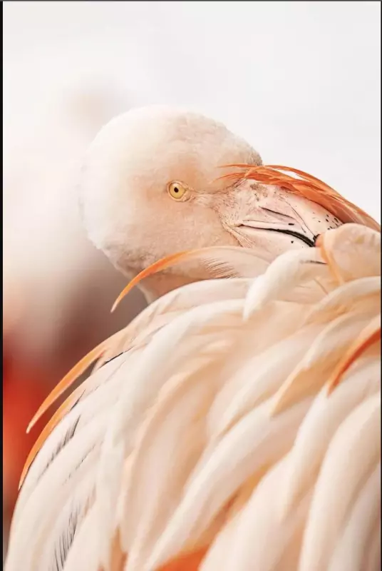 Эти забавные животные