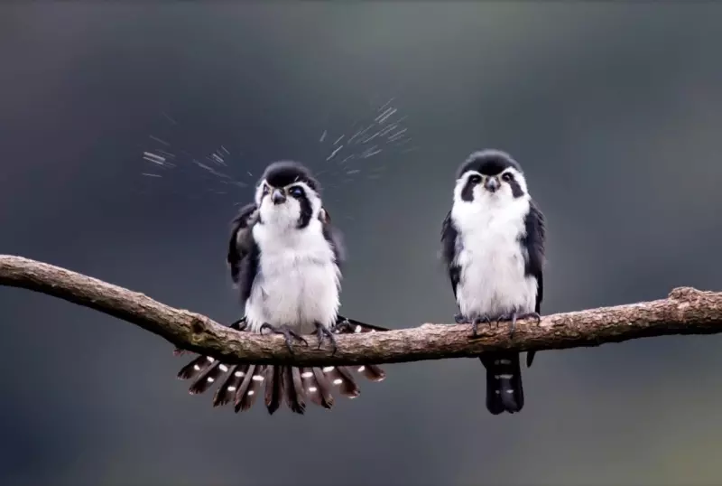 Эти забавные животные