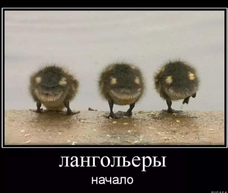 Эти забавные животные
