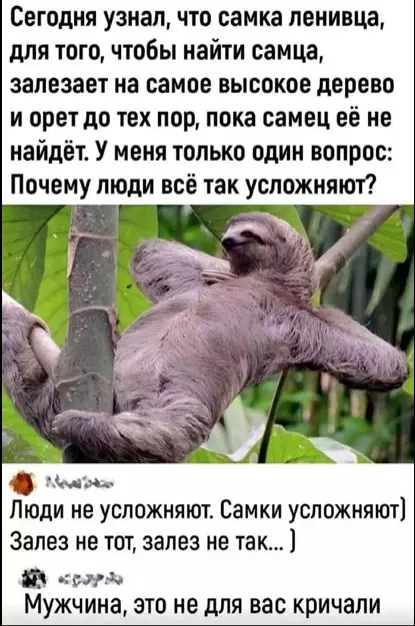 Эти забавные животные