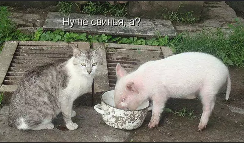 Эти забавные животные