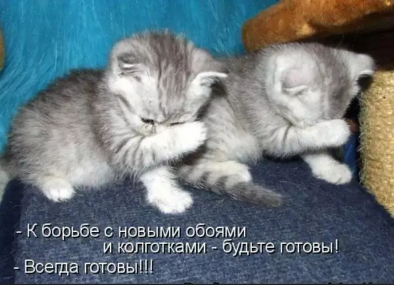 Эти забавные животные
