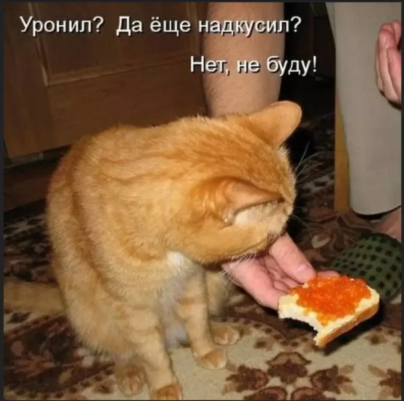 Эти забавные животные