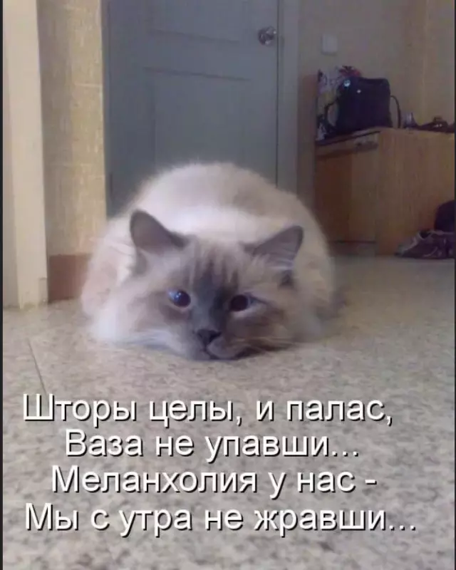 Эти забавные животные